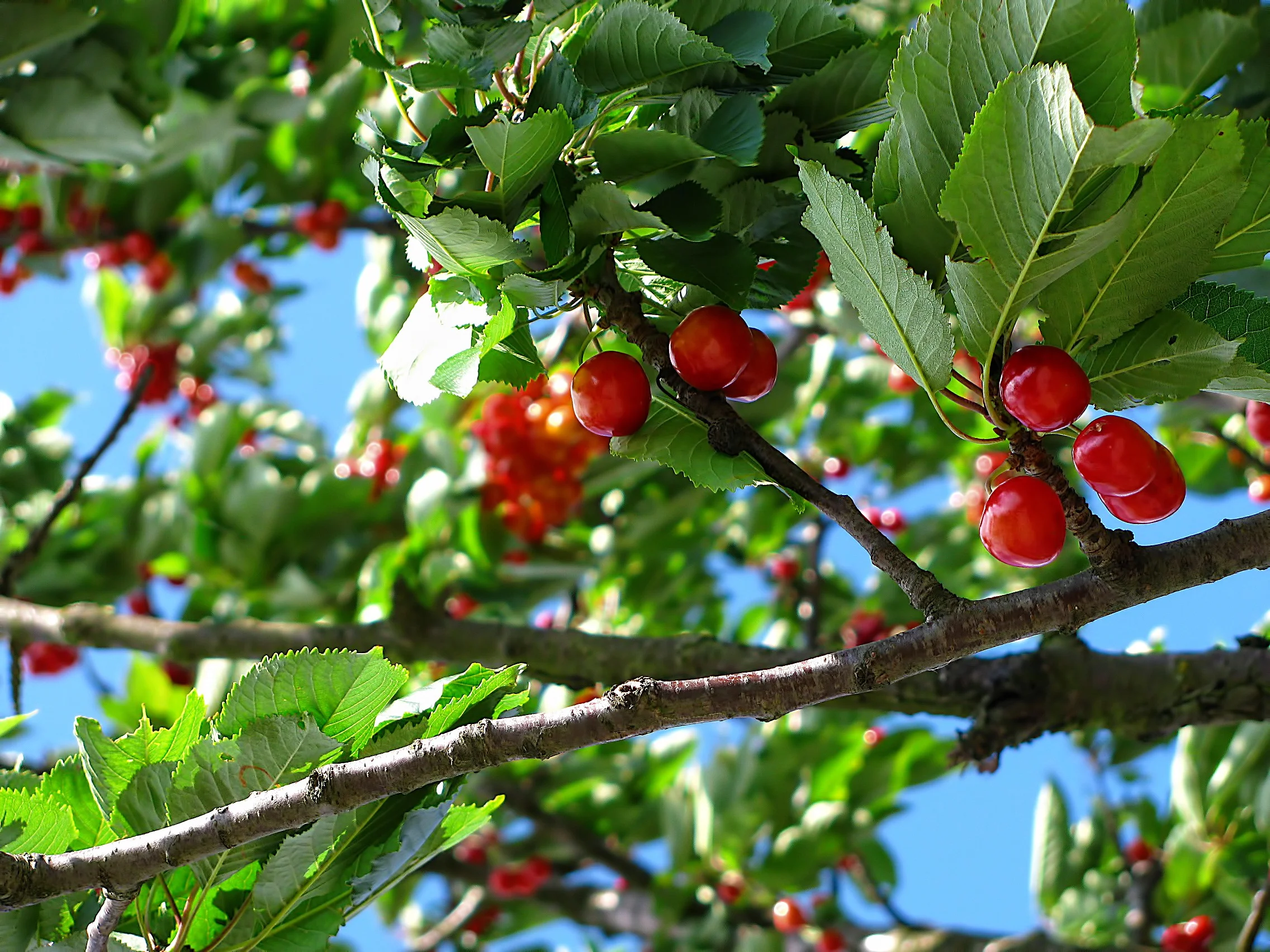 cherry-tree-fruit-nature-63312 (1).jpeg