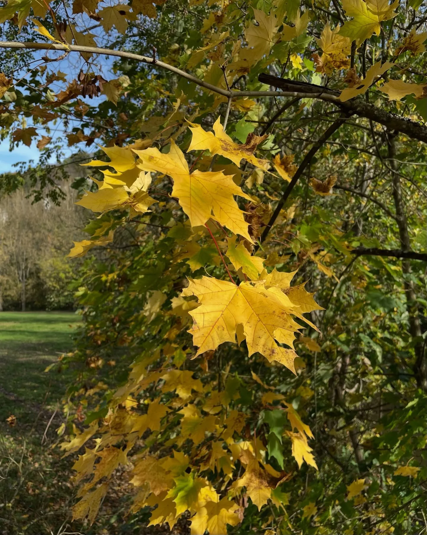 Ph&oelig;nix colours are everywhere 💛🍁
Getting ready for my next concerts in Basel, New York, and Haarlem 🎹 and another three private performances in Paris and Brussels 🎶
Feeling inspired and grateful to share this music with you

All links are i