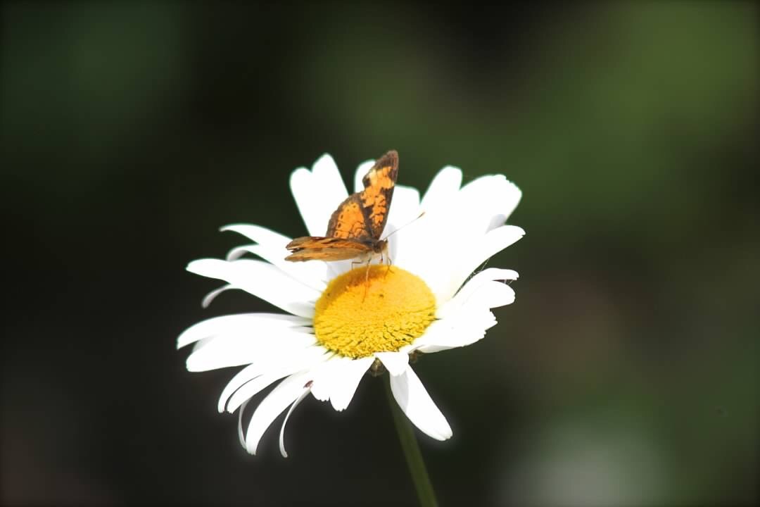 Butterfly Daisy.jpg