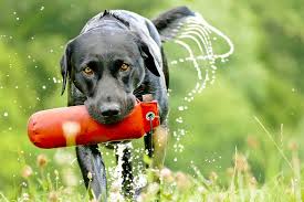 sporting-dog.jpg