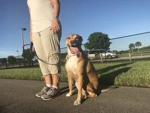 best dog trainers near me