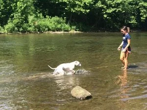 top dog trainers near me