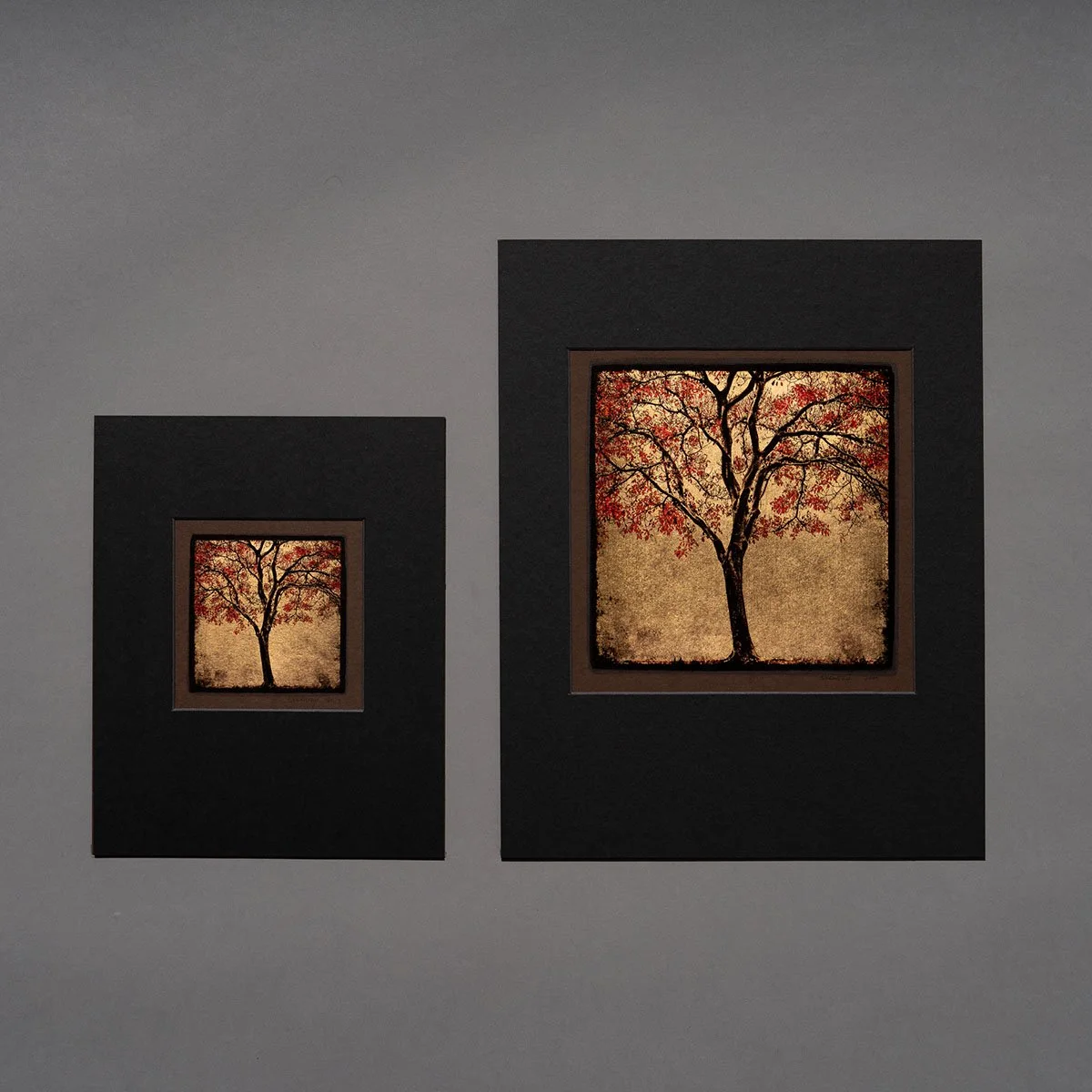 San Diego tree prints.jpg
