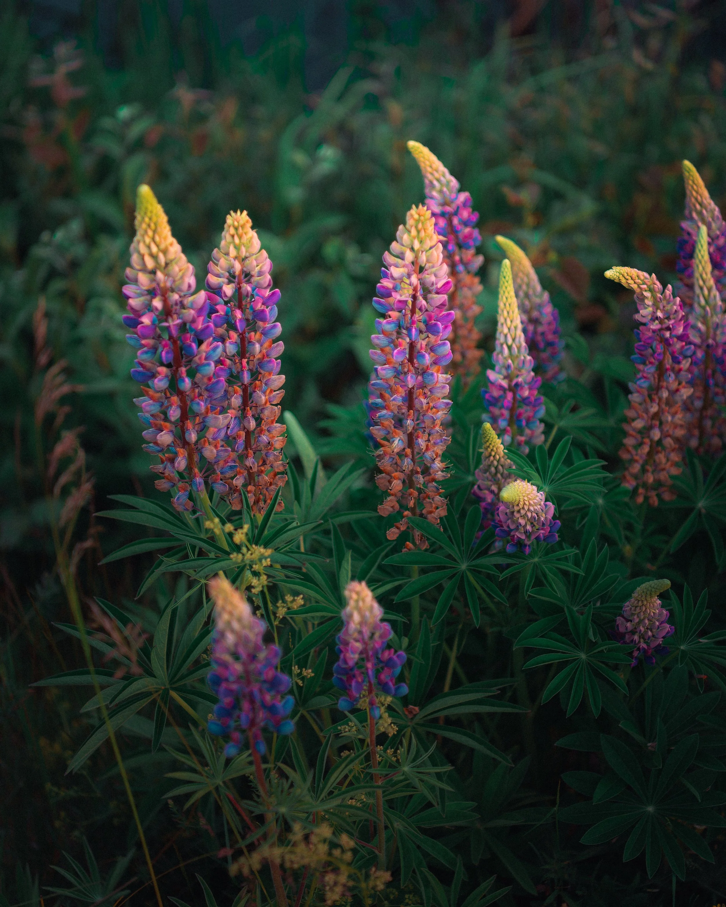 CG-Lupins.jpg