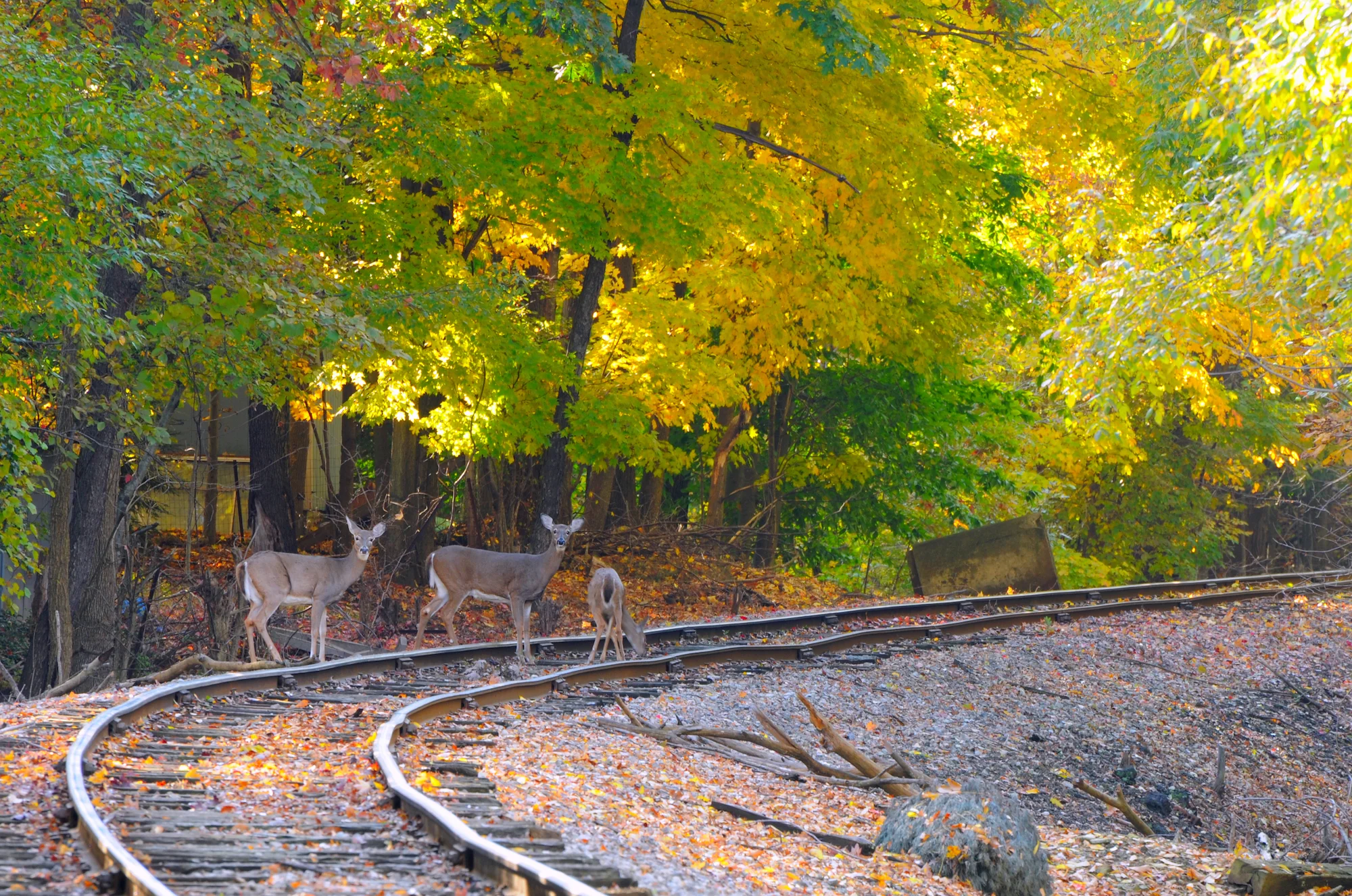 deer Bessemer.jpg