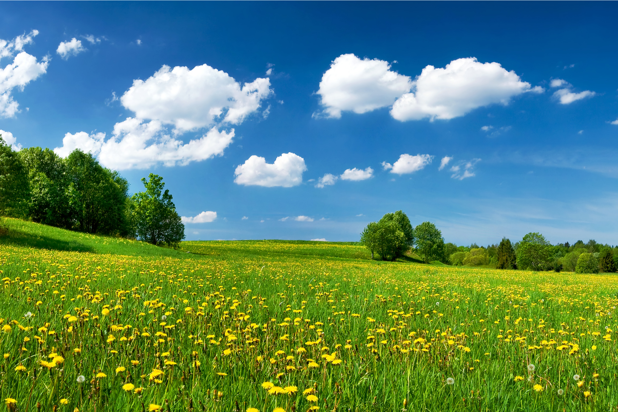 shutterstock_195545630.png