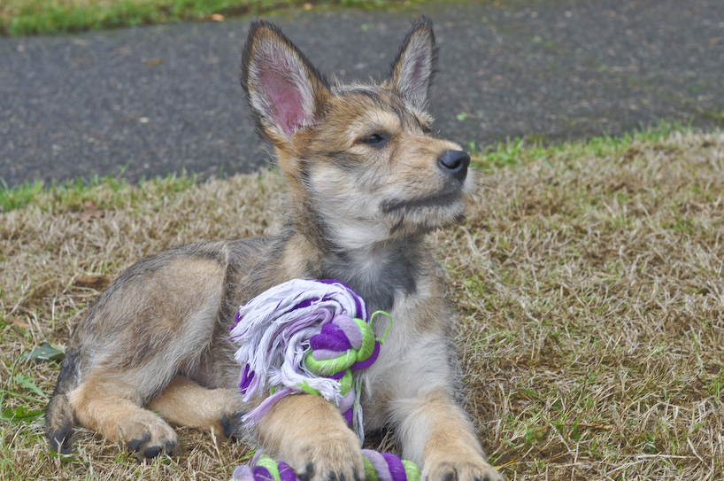 puppy2.jpg