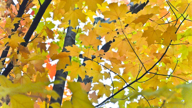 leaves.jpg