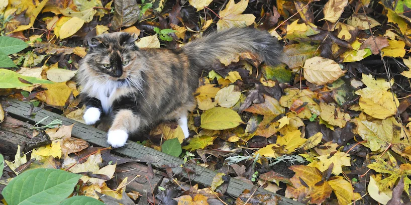 playing-in-the-leaves.jpg