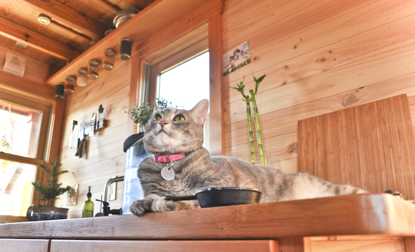 tinyhouse.jpg