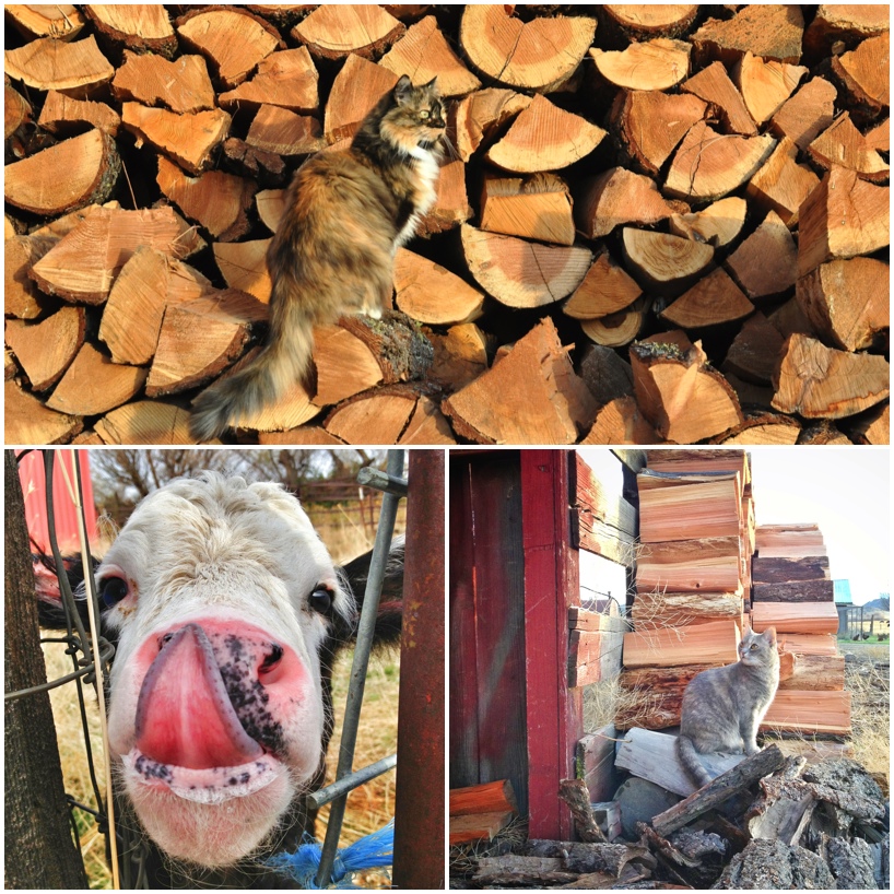 Kittens-Cow.jpg