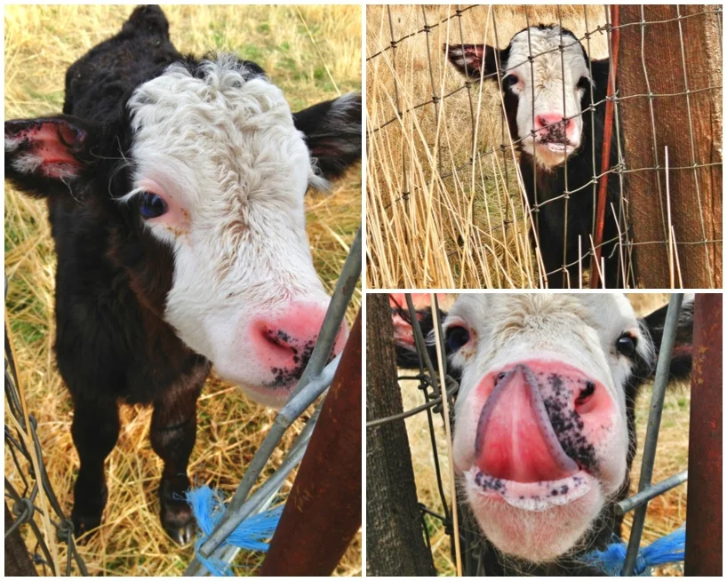 baby-cow1.jpg