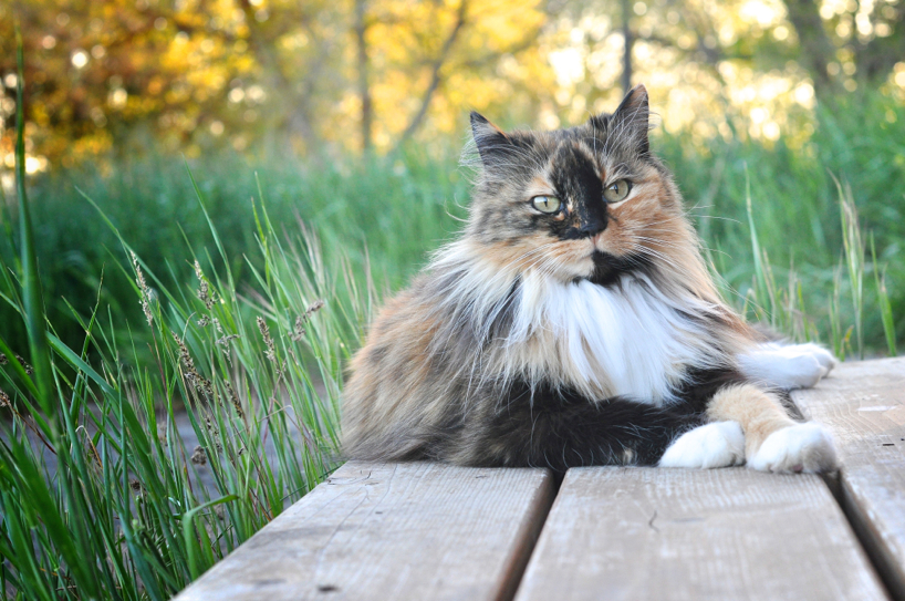 full-moon-kitten1.jpg