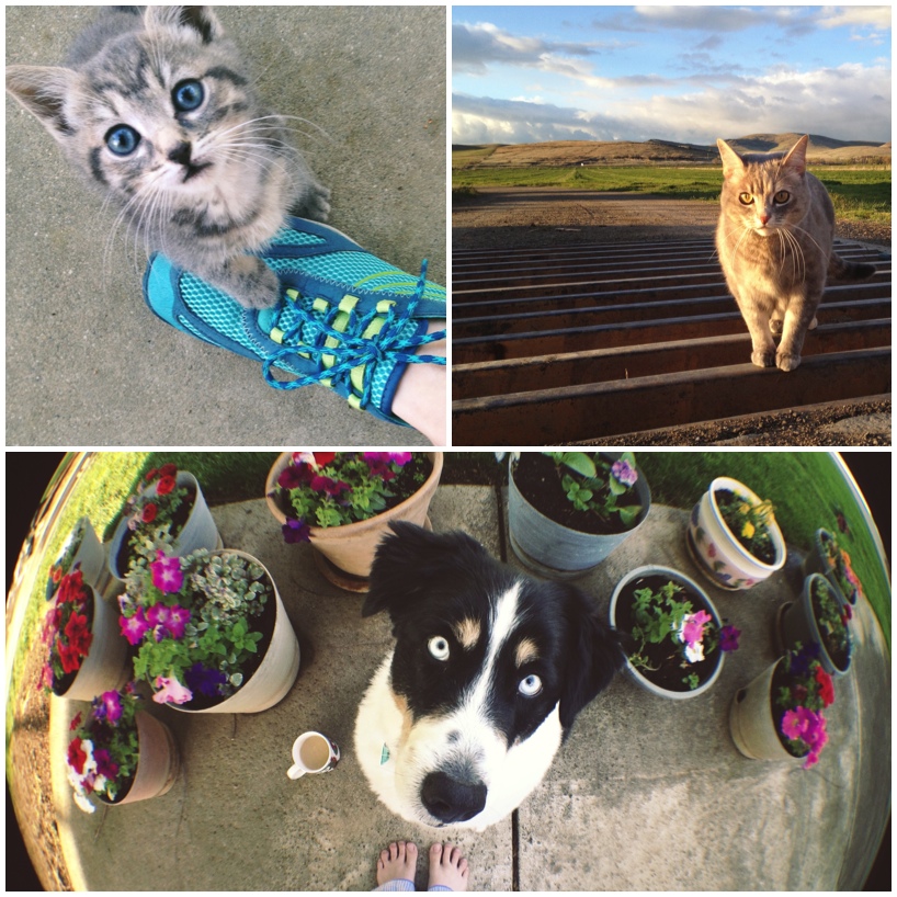 kitties-and-puppies.jpg