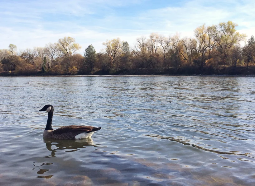 Duck friend on the Sacramento River, taken with iPhone 5s