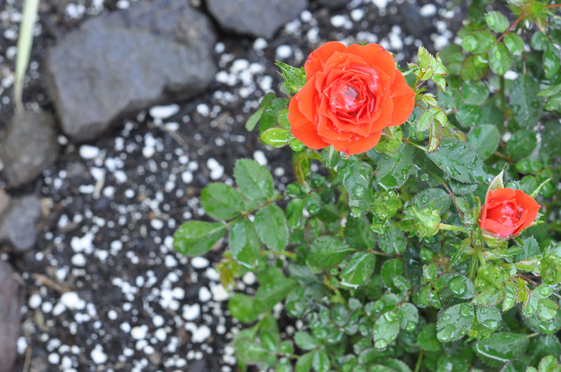 DSC_0021.jpg