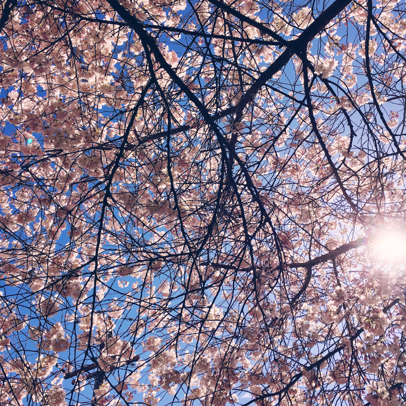 Spring-in-Ashland-OR.jpg