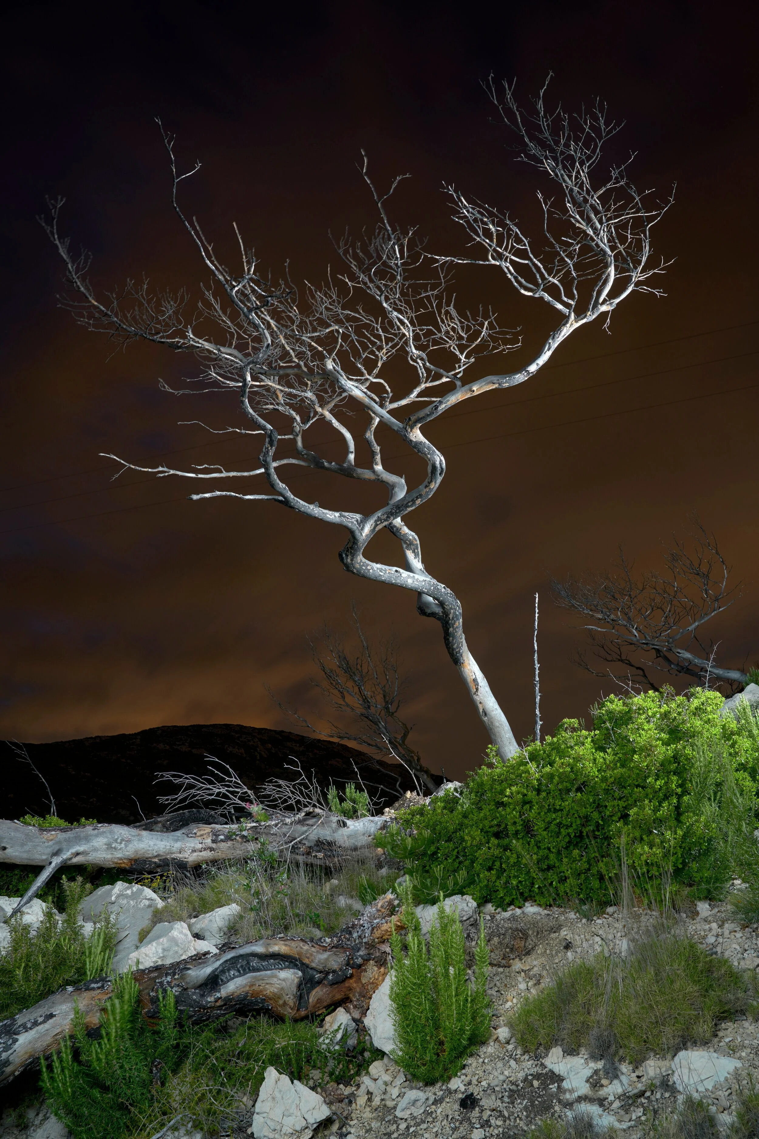 Dead Tree by Charles Xelot (2020)