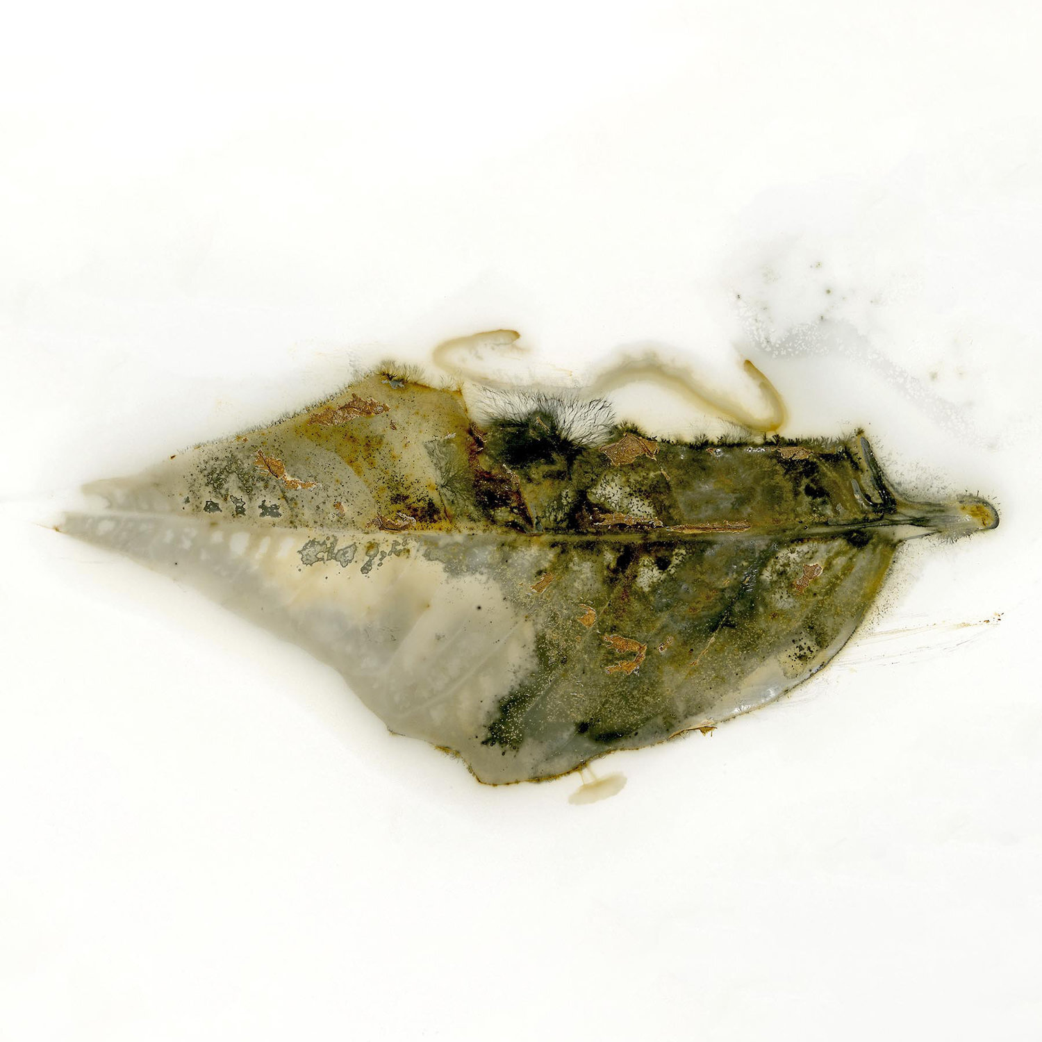  EDWARD BATEMAN,  LEAF NO 11  -SALT LAKE CITY, UTAH USA 