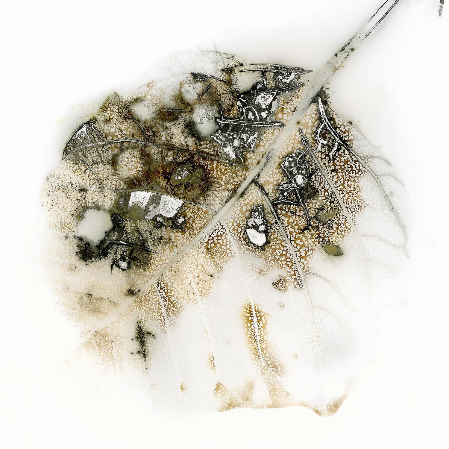 EDWARD BATEMAN, LEAF NO 26 - SALT LAKE CITY, UTAH USA