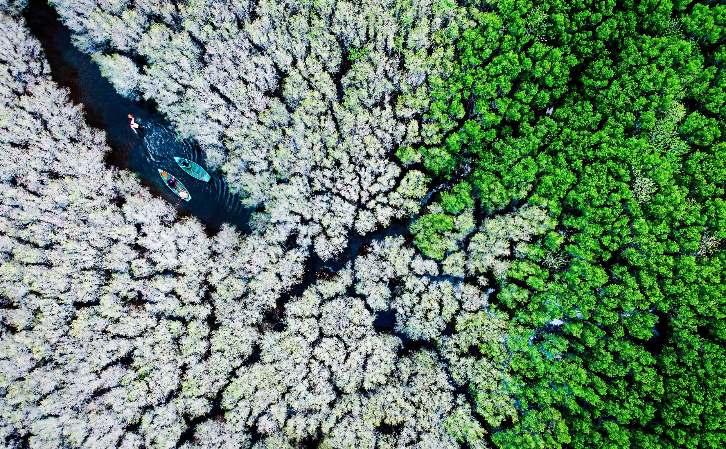 Alex Cao:Bau Ca Cai mangroves forest 2