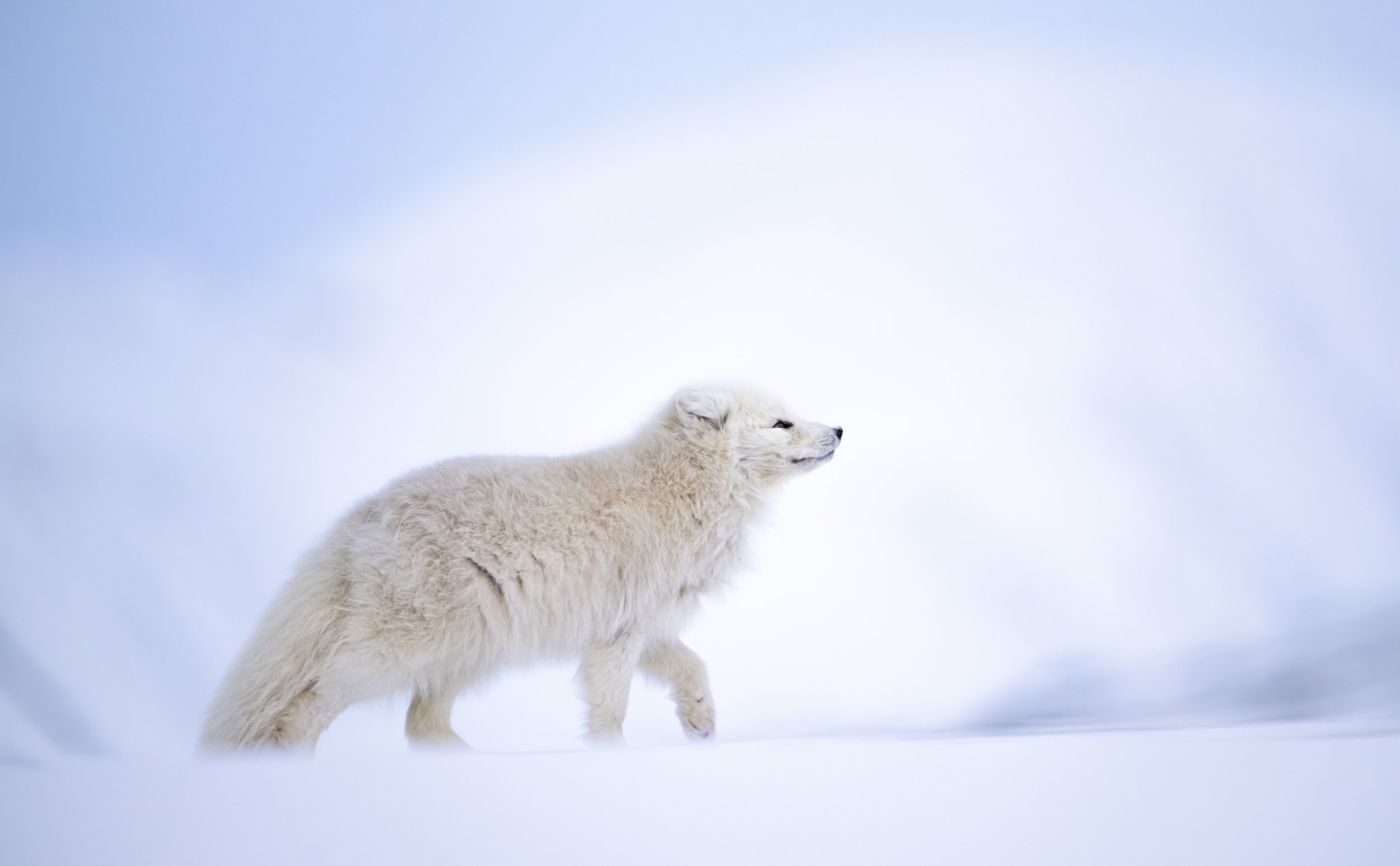Arnfinn Johansen: Arctic Fox