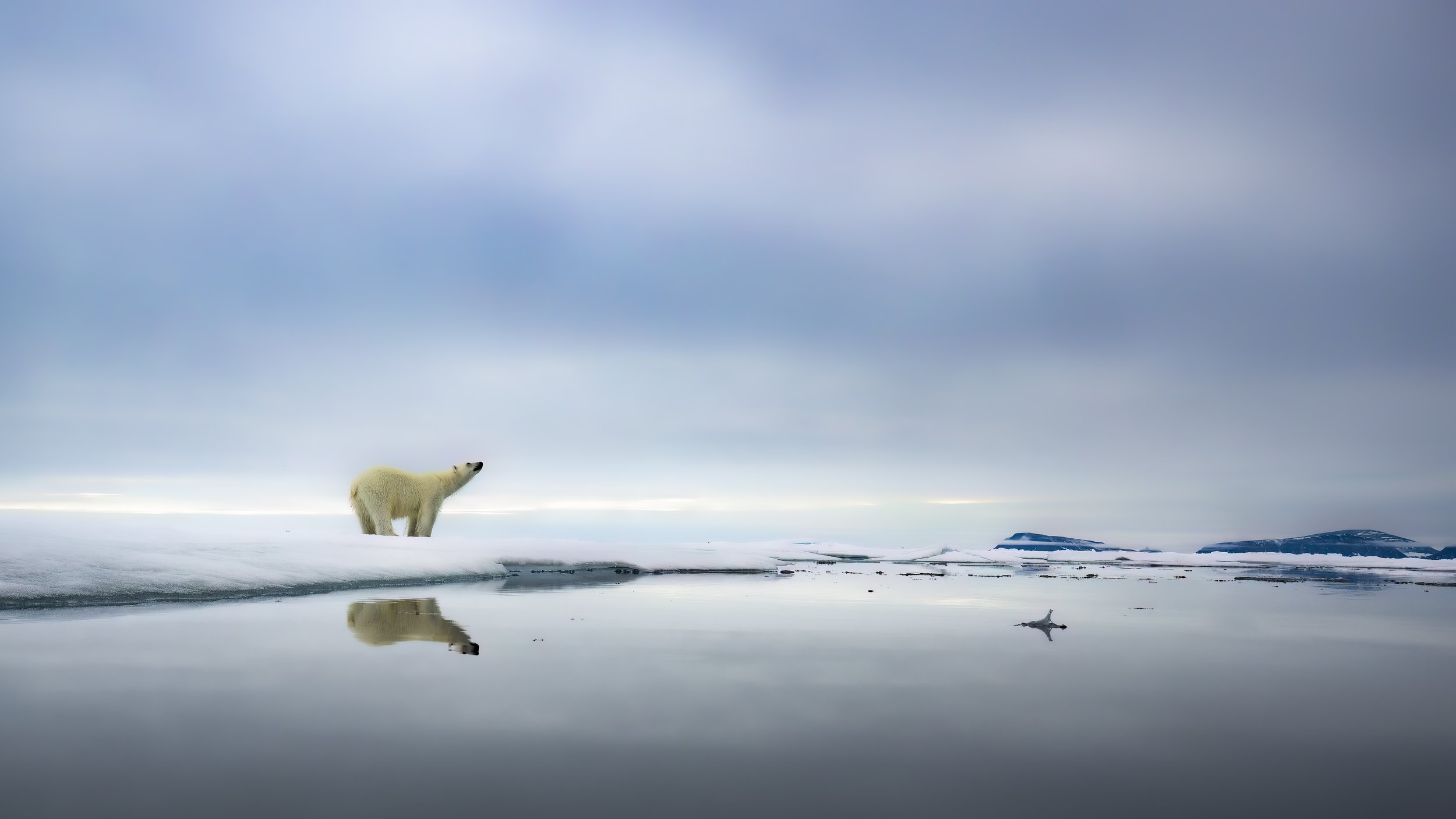 Arnfinn Johansen: Polar Bear