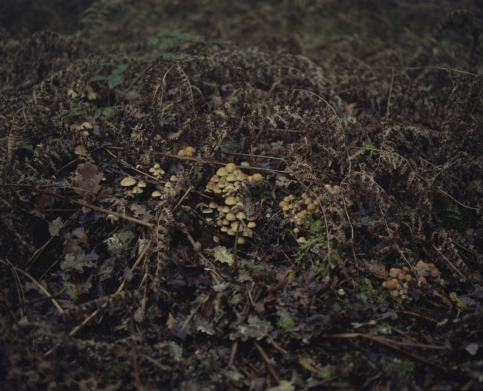 Clare+Hewitt,+Fungi+at+The+Birmingham+Institute+of+Forest+Research,+from+the+series+_Everything+in+the+forest+is+the+forest_.jpeg