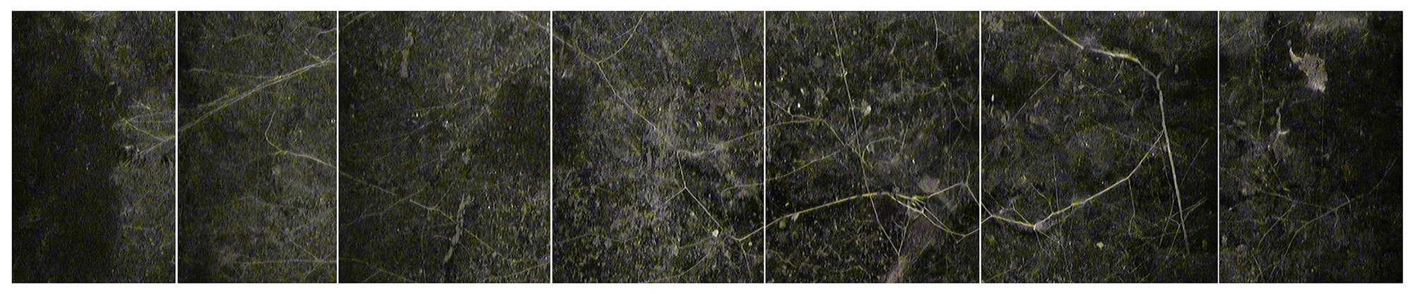 Clare+Hewitt,+Mycorrhizal+network+underground+at+The+Birmingham+Institute+of+Forest+Research,+from+the+series+_Everything+in+the+forest+is+the.jpeg