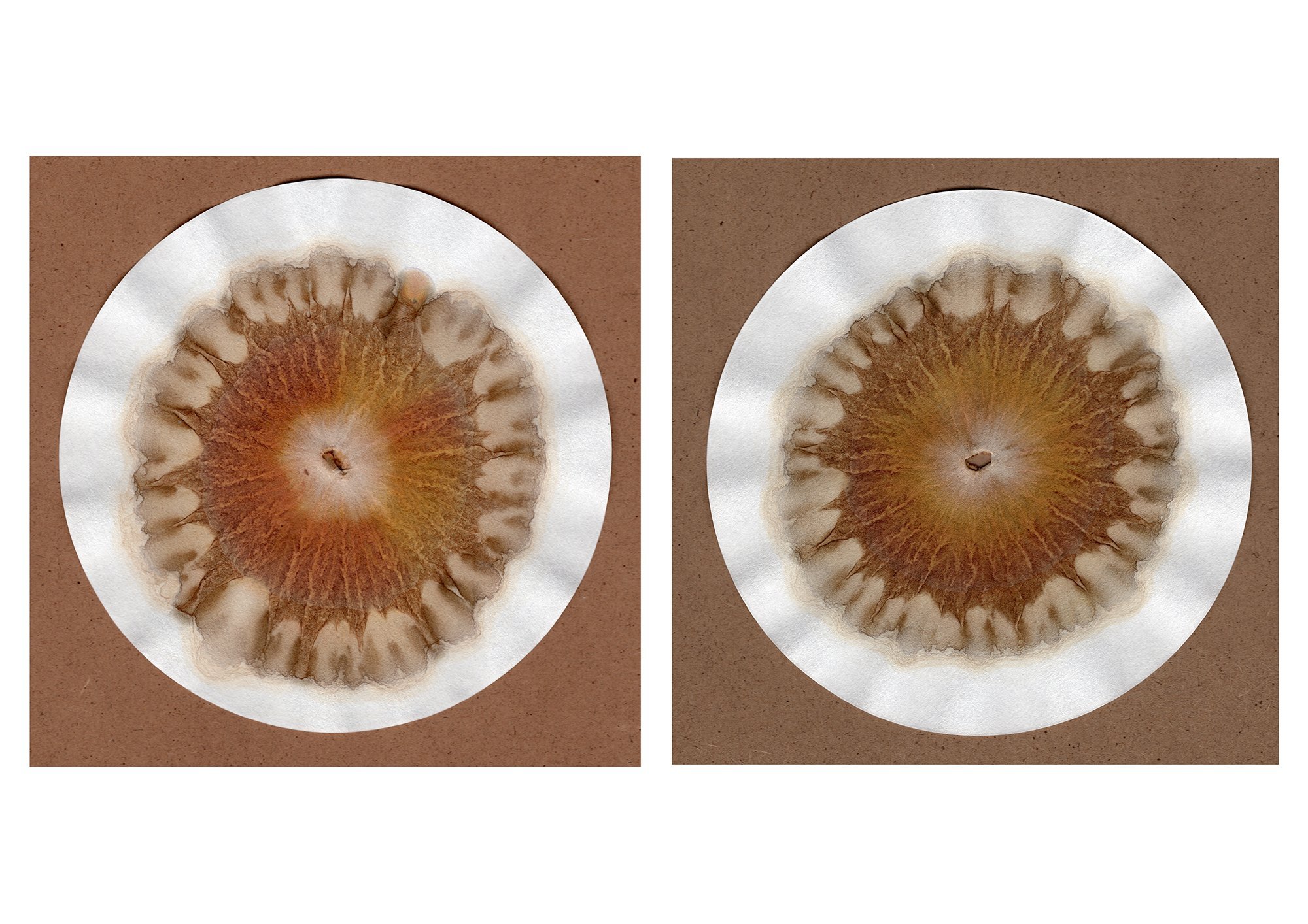 Clare+Hewitt,+Soil+Chromatographs+of+two+samples+of+soil+surrounding+the+Oak+trees+at+The+Birmingham+Institute+of+Forest+Research.jpeg