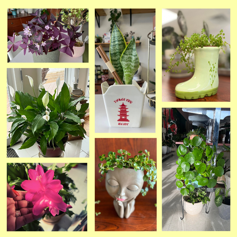Botany&amp;Pots by Dez