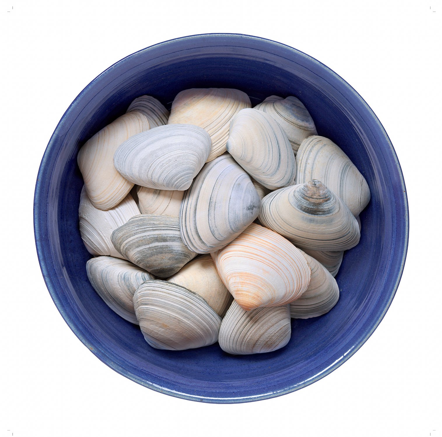 shells in blue.jpg