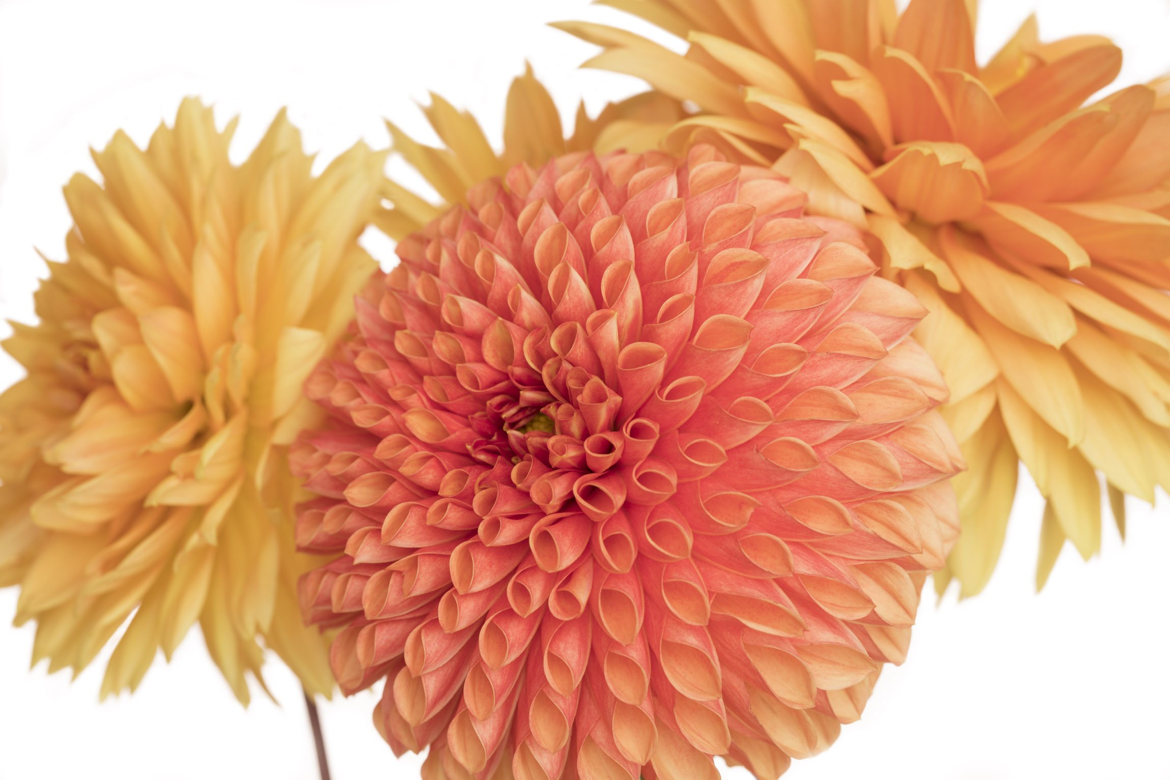 red2yellow_dahlia.jpg