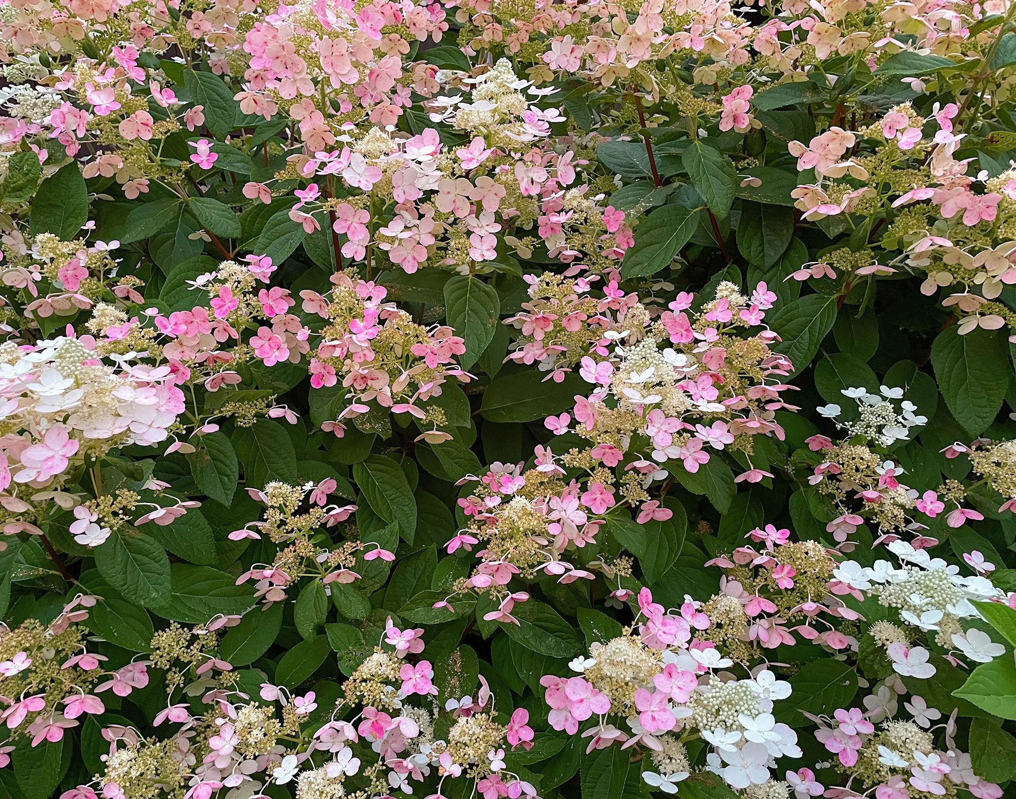 hydrangea.jpg