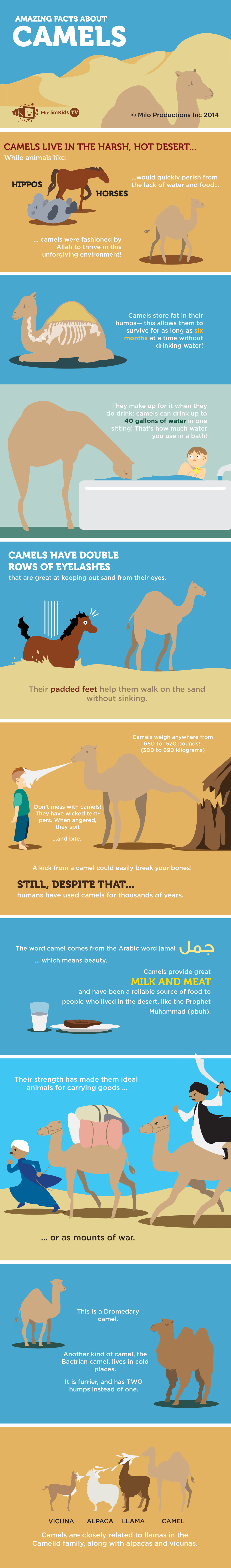 camel-info.png