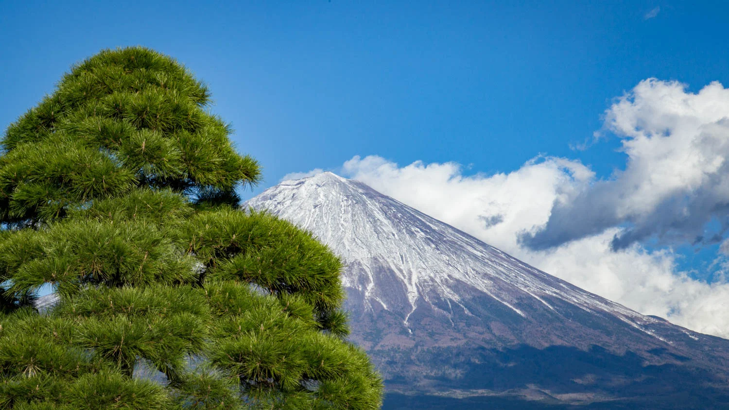 FujiPine.jpg
