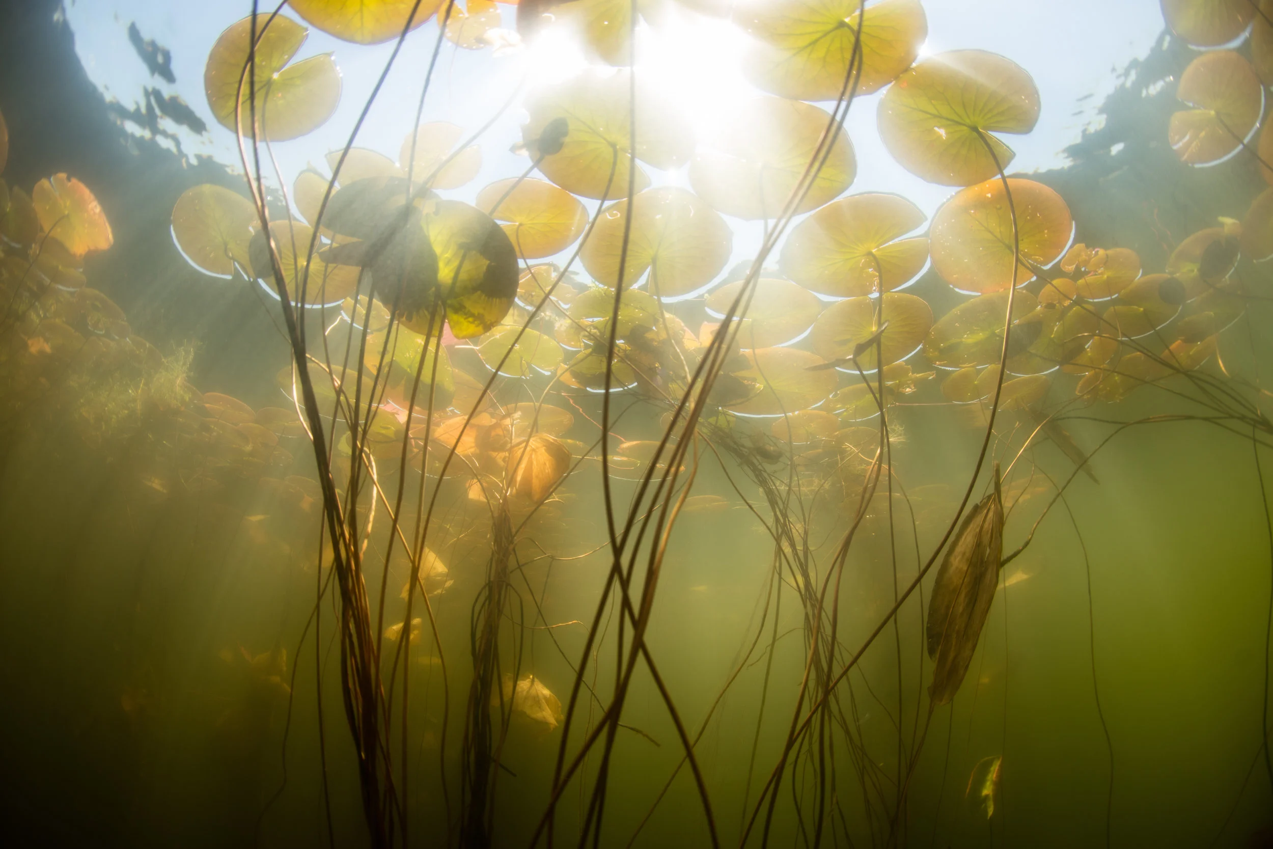© ead72