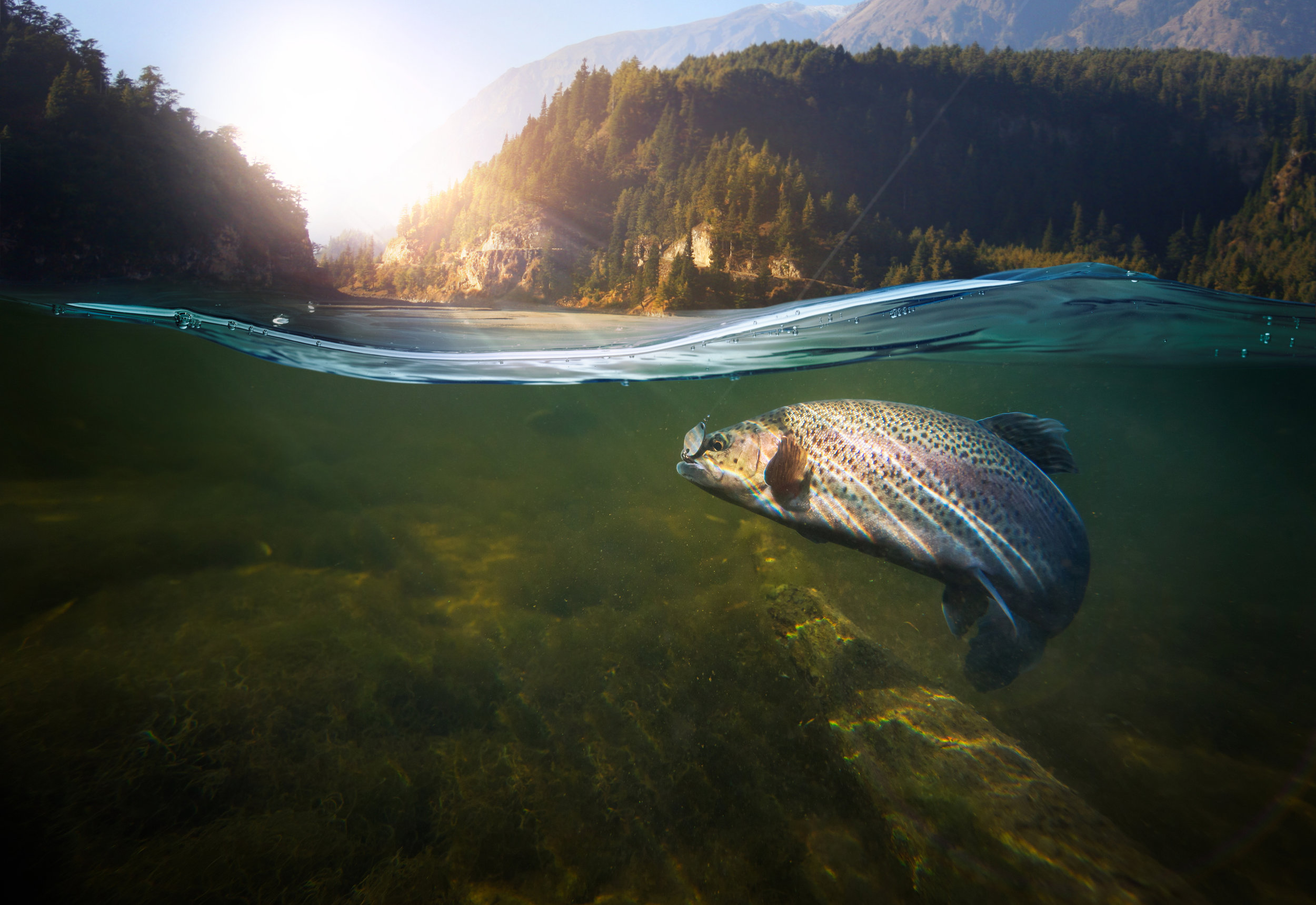 AdobeStock_1007497472.jpg