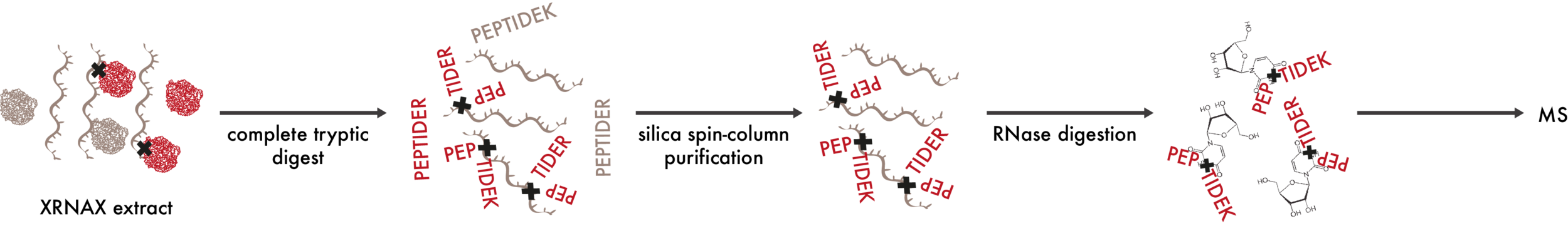 applications_XRNAXpeptides.png