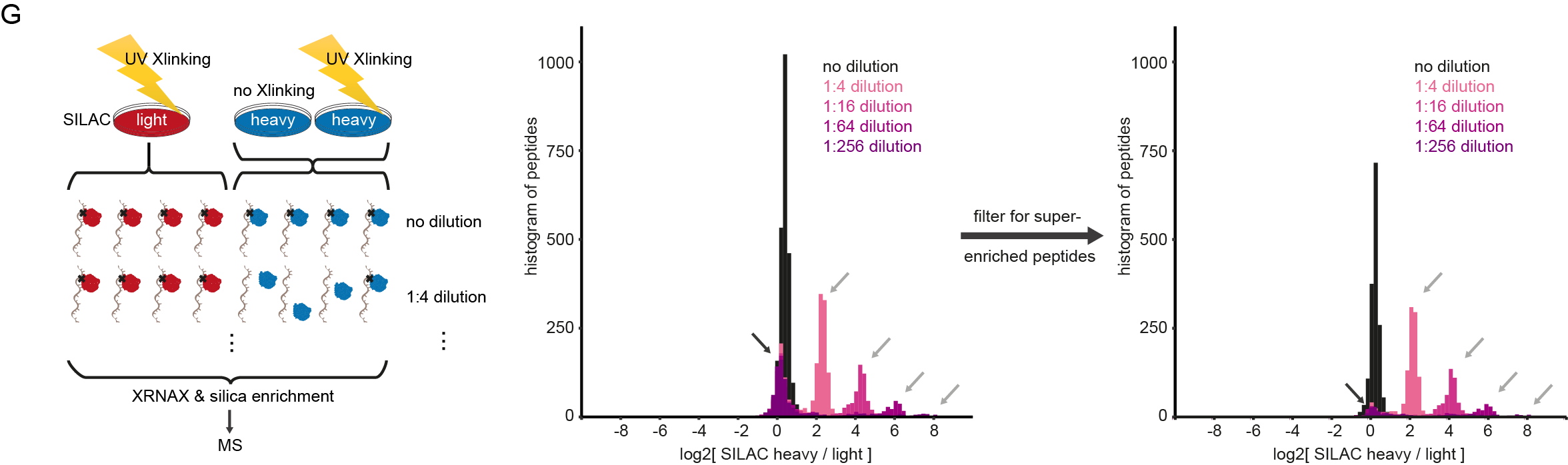 Figure S11G of the Cell manuscript. A dilution series of UV-crosslinked and non-crosslinked MCF7 cells is prepared and subjected to XRNAX and silica enrichment.