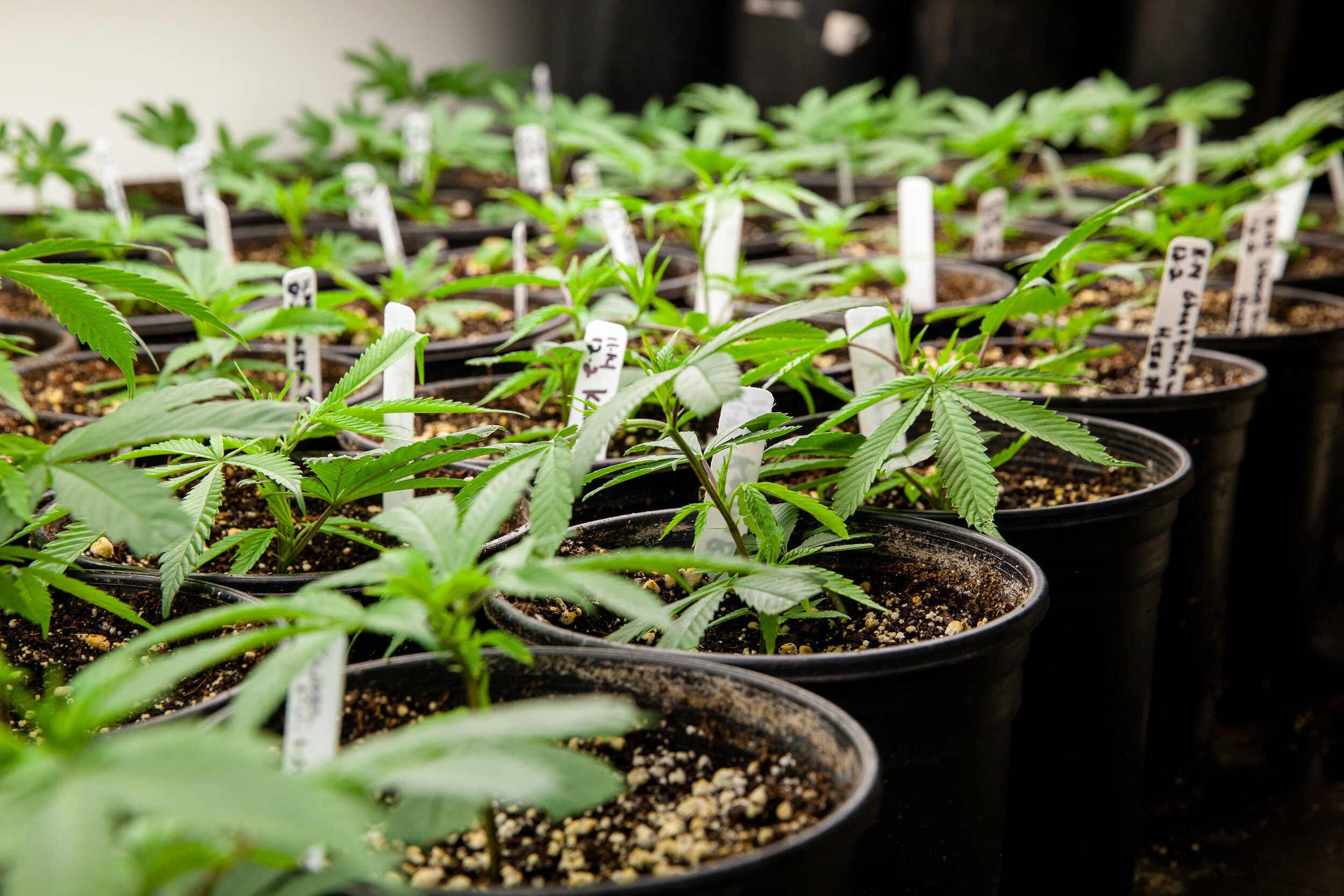 budding marijuana plants.jpg