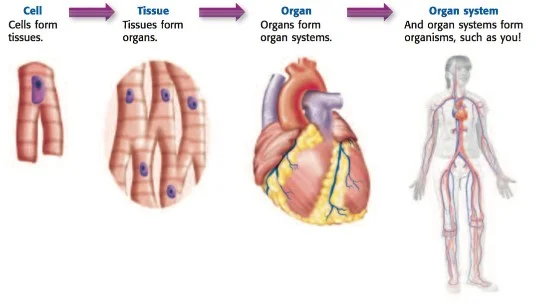 cell organ system.jpg