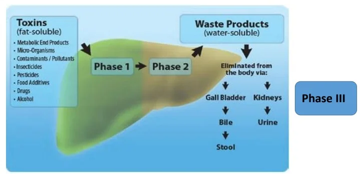 detox phases.jpg