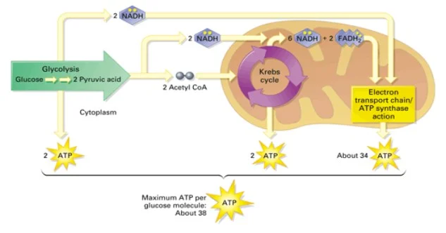 kreb cycle.jpg