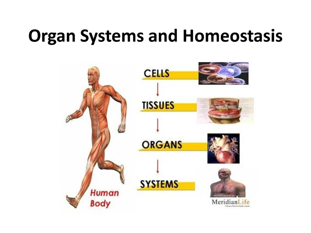 organ-system-organ-tissue-cell-blog-archives-ms-a-science-online.png.jpg