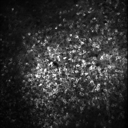 CellLayer.jpg