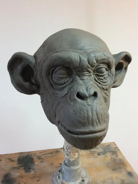 Chimpanzee head sculpt by puppet makers Stitches and Glue