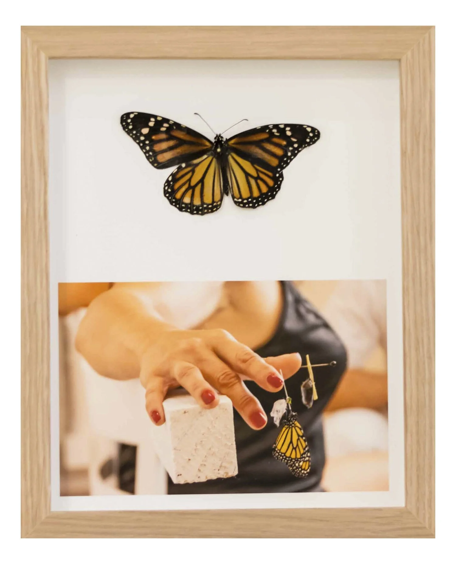 ¿Por qué todos los capullos no se convierten en mariposas?