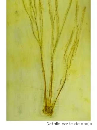 Copy of Manolo Eirin - Alga