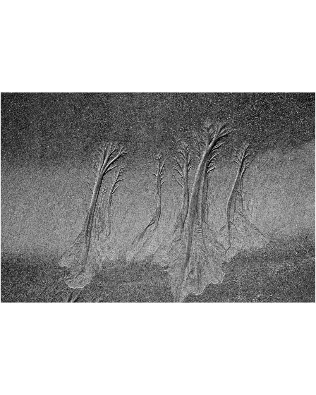 Marcos Rodriguez - Series Caducifolio